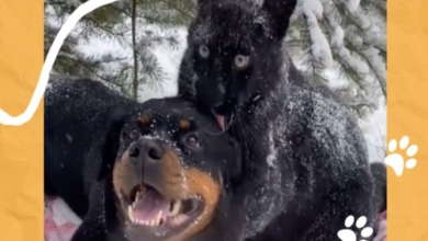 Photo of Unlikely Friendships are Possible: Panther and Rottweiler Become Best of Friends