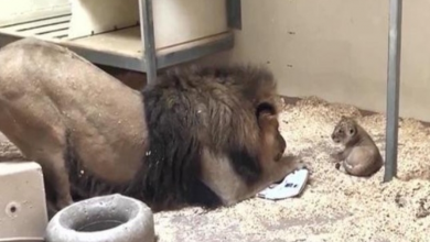 Photo of Lovely footage shows majestic lion crouching down to meet his cub for the first time