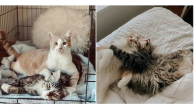 Photo of Cat Brothers Love Dest.roying Their Dad’s Apartment