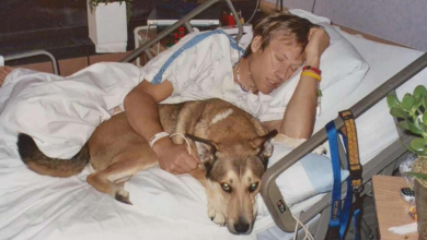 Photo of Dog refuses to leave cancer-stricken owner, proves that dogs are a man’s most loyal friend