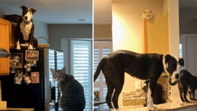 Photo of Dog Grows Up With Cats, Therefore Becomes One