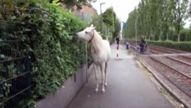 Photo of Lo.ne Horse Has Been Walking Al.on.e Every Day For 14 Years With A Note Hung Around Her Neck