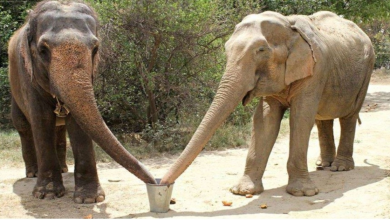 Photo of Circus Elephant Held in Captivity For 53 Years Reunites With Her “Sisters”