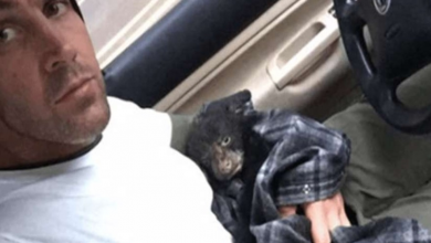 Photo of Man Rescues Dying Animal From Wild And Faces Charges Moments After He Arrives At Wildlife Shelter