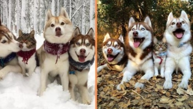 Photo of Siberian Huskies ‘Adopt’ A Rescue Cat Into Their Pack – Now They’re Best Friends