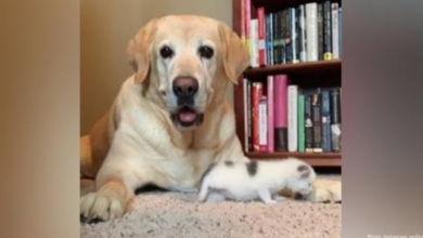 Photo of This Rescued Cat Is Best Friends With A Dog, And We Can’t Get Enough Of Their Adorable Friendship