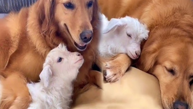 Photo of Golden Retriever Makes Friends With Baby Goat And It’s Adorable