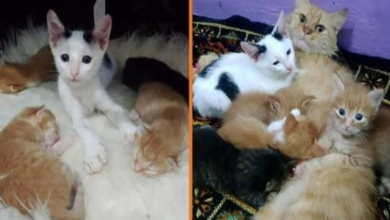 Photo of Orp.han Kitten Sneaks Into Nest Of Baby Kittens And Insists On Joining Their Family