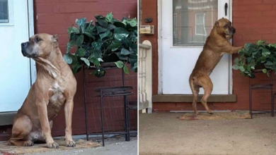Photo of Dog Refuses To Leave Porch After Family Moves Away