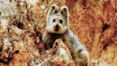 Photo of Take a look at the elusive and adorable Ili pika, an adorable endangered species