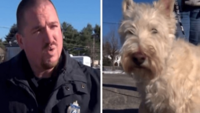 Photo of Tiny Dog Runs Up To Cop And Starts Barking Loudly, Begs The Cop To Follow Him