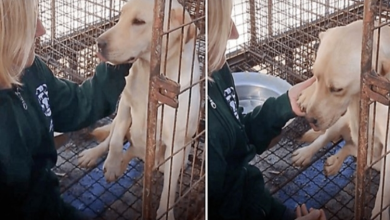 Photo of Awaiting Slaughter At Meat Farm, She Gently Lifted Her Paw To Thank Her Saviors