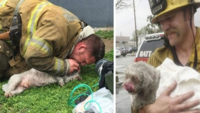 Photo of Firefighter Saves Dog’s Life By Performing CPR After Rescuing Him From A Fire
