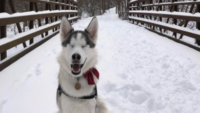 Photo of Bli.nd Husky Has The Cutest Reaction When She Senses Snow