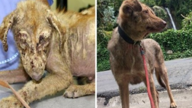 Photo of This Dog Was Found Almost Hairless, Listless And Not Moving, Now He Is Healthy Again