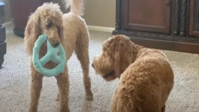 Photo of Poodle Plays Game Of ‘Keep Away’ With Her Best Friend