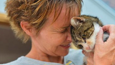 Photo of Missing cat Finds Its way home after 13 years and reunion leaves everybody in tears