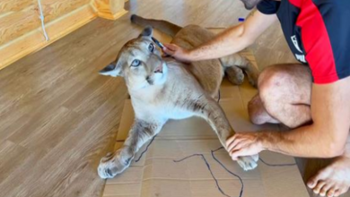 Photo of Puma rescued from a zoo lives as a cuddly pet