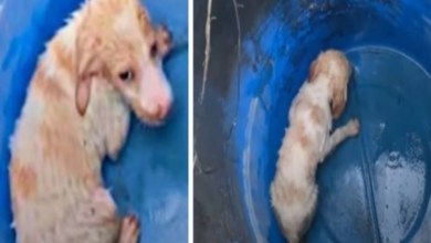Photo of Sad, hungry, and weak, dog is found abandoned inside barrel