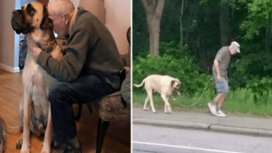 Photo of Town Helps Family Keep Their Dog After His Well-Loved Owner Died Unexpectedly