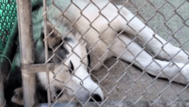 Photo of Shelter Helps Rehabilitate and Find a Foster Mom for This Traumatized Husky