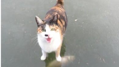 Photo of Calico Cat Is Determined to Retr.ieve Fish Frozen Under Ice