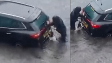Photo of Dog helps his owner push car out of flood water