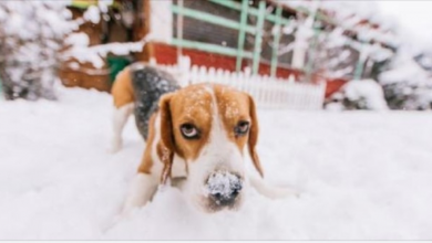 Photo of Funniest Dogs In Snow Compilation – Dogs Rejoice In The Snow