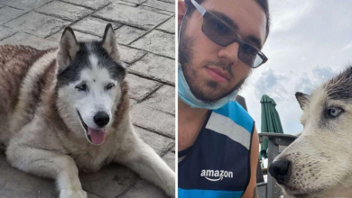 Photo of Amazon Delivery Driver Jumps Into Pool To Save Senior Husky Dog From Drowning In Pool