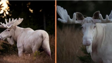 Photo of Rare Sighting Of a White Moose In The Swedish Woods