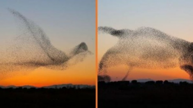 Photo of Photographer Captures One In A Million Photos Of ‘Giant Bird’ (+10 Pics)