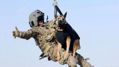 Photo of Working dogs left behind in Afghanistan face ‘death sentence,’ animal-rights group says