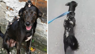 Photo of Dog Adopts Orphaned Opossums, Gives Them Awesome Rides On Her Back
