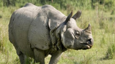 Photo of Rhino Temporarily Escapes Enclosure at Omaha’s Henry Doorly Zoo, Prompting Lockdown