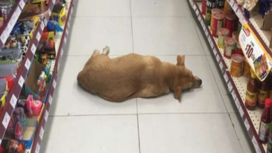 Photo of Store opens their doors for stray dog to cool off on hot summer day