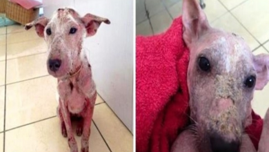 Photo of “Ugly” Homeless Dog Blooms Like A Flower When She Starts Trusting Humans Again
