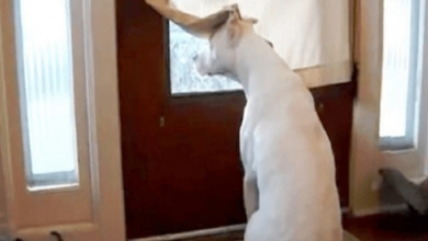 Photo of Deaf Dog Fe.ars He’ll Mi.ss Soldier Dad’s Homecoming If He Moves Away From Door