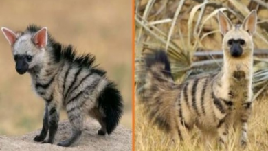 Photo of Meet The Aardwolf, The Cutest Animal You’ve Probably Never Heard Of