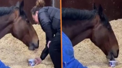 Photo of Every Morning, Horse Refuses To Get Up Without His Cup Of Tea