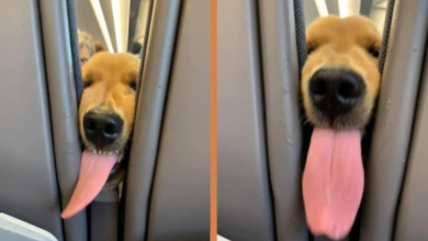 Photo of Adorable Puppy Gets Bored On A Plane So Decides To Turn Around And Entertain Passengers