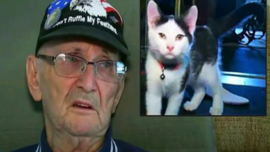 Photo of 84-year-old veteran saved by a newly adopted cat after a bad fall