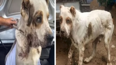 Photo of Senior Dog Abandoned After Being Used For 10 Years As An Alarm