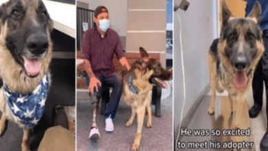 Photo of Rescue dog with amputated leg gets adopted by veteran who also lost a leg