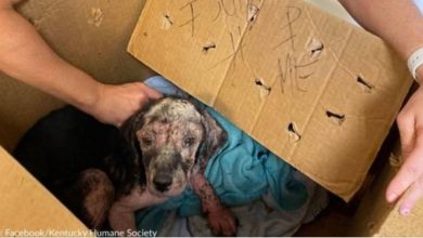 Photo of Emaciated Puppy Found In Taped Cardboard Box With “Help Me” Written On It Outside Kentucky Shelter