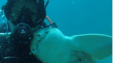 Photo of This diver has formed a special relationship with a cuddly shark