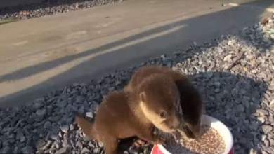 Photo of These rescued baby otters just can’t get enough of their new meal. Watch them squeal with delight