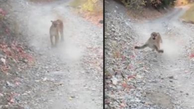 Photo of Jogger Pursued By Mama Cougar For Six Harr.owing Minutes