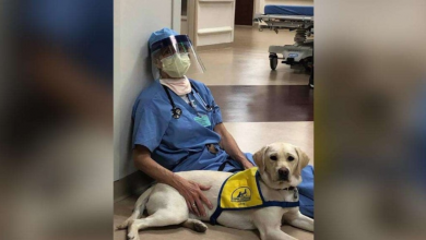 Photo of Service dog in training brings comfort to ER doctors on the frontlines