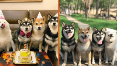 Photo of Shiba Inu Puppies Are An Internet Sensation, For Good Reason