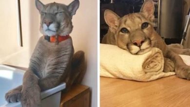 Photo of Rescued puma can’t be released in the wild, lives as a spoiled house cat